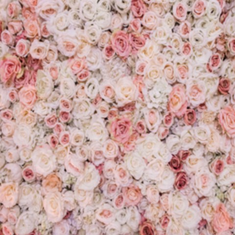 Rose Garden backdrop