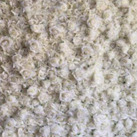 White Roses backdrop